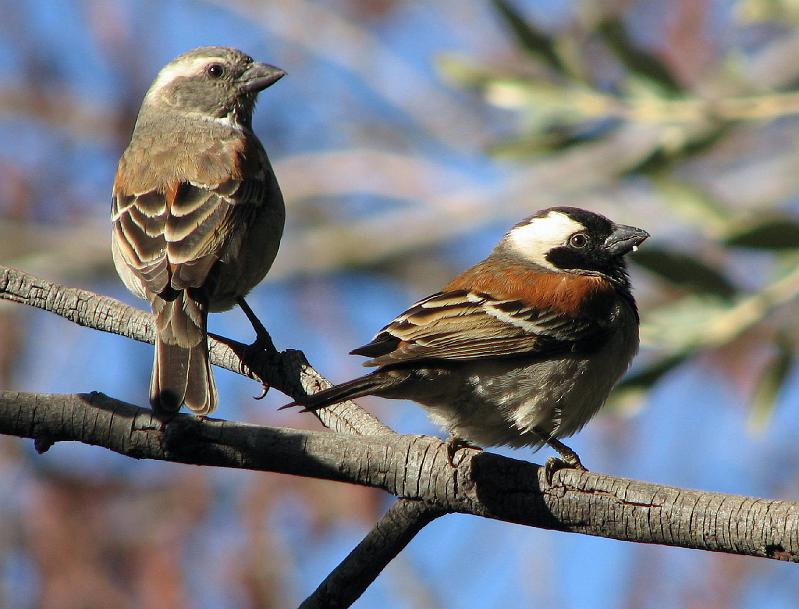 mossie mannetjie en wyfie.jpg - Gewone mossie mannetjie en wyfie